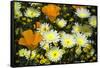 Poppies and Daisies-Janice Sullivan-Framed Stretched Canvas