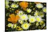 Poppies and Daisies-Janice Sullivan-Stretched Canvas