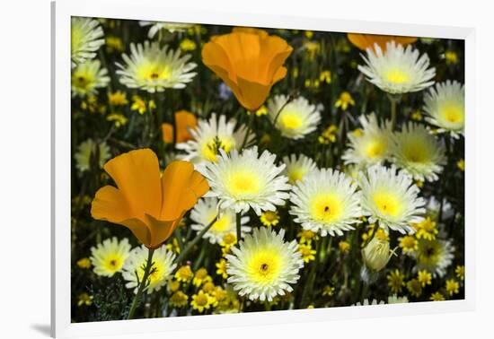 Poppies and Daisies-Janice Sullivan-Framed Giclee Print