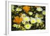Poppies and Daisies-Janice Sullivan-Framed Giclee Print