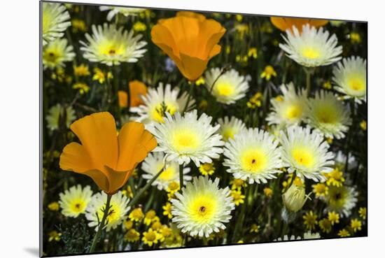 Poppies and Daisies-Janice Sullivan-Mounted Giclee Print