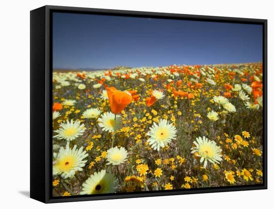 Poppies and Desert Dandelion in Spring Bloom, Lancaster, Antelope Valley, California, USA-Terry Eggers-Framed Stretched Canvas
