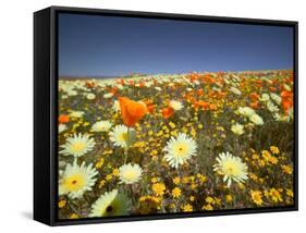 Poppies and Desert Dandelion in Spring Bloom, Lancaster, Antelope Valley, California, USA-Terry Eggers-Framed Stretched Canvas