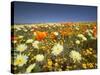 Poppies and Desert Dandelion in Spring Bloom, Lancaster, Antelope Valley, California, USA-Terry Eggers-Stretched Canvas