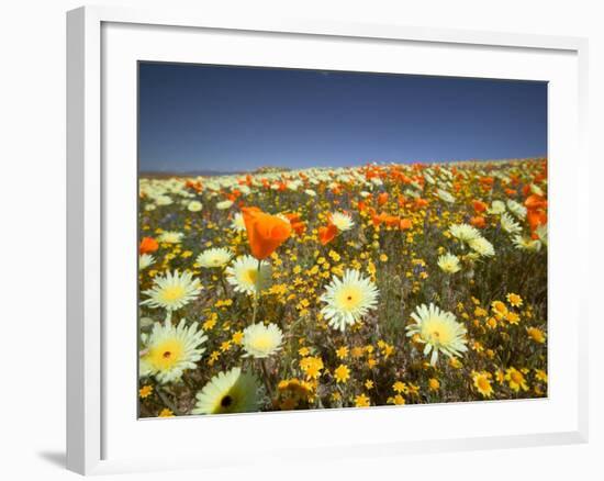 Poppies and Desert Dandelion in Spring Bloom, Lancaster, Antelope Valley, California, USA-Terry Eggers-Framed Photographic Print