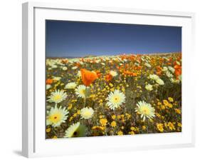Poppies and Desert Dandelion in Spring Bloom, Lancaster, Antelope Valley, California, USA-Terry Eggers-Framed Photographic Print