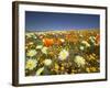 Poppies and Desert Dandelion in Spring Bloom, Lancaster, Antelope Valley, California, USA-Terry Eggers-Framed Photographic Print