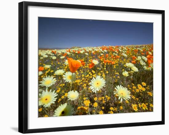 Poppies and Desert Dandelion in Spring Bloom, Lancaster, Antelope Valley, California, USA-Terry Eggers-Framed Photographic Print