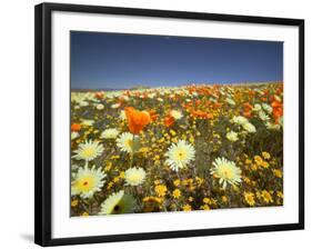 Poppies and Desert Dandelion in Spring Bloom, Lancaster, Antelope Valley, California, USA-Terry Eggers-Framed Photographic Print