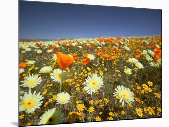 Poppies and Desert Dandelion in Spring Bloom, Lancaster, Antelope Valley, California, USA-Terry Eggers-Mounted Photographic Print