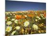 Poppies and Desert Dandelion in Spring Bloom, Lancaster, Antelope Valley, California, USA-Terry Eggers-Mounted Photographic Print