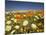 Poppies and Desert Dandelion in Spring Bloom, Lancaster, Antelope Valley, California, USA-Terry Eggers-Mounted Photographic Print