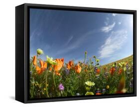 Poppies and Desert Dandelion Spring Bloom, Lancaster, Antelope Valley, California, USA-Terry Eggers-Framed Stretched Canvas