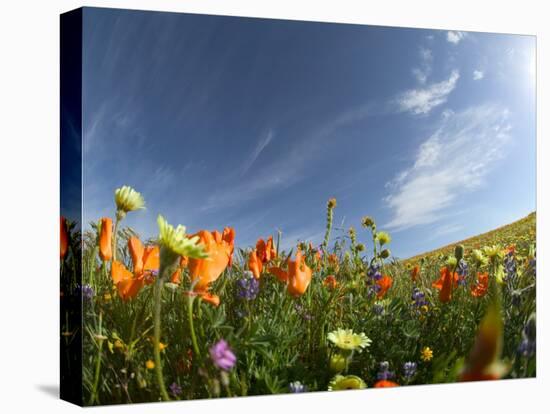 Poppies and Desert Dandelion Spring Bloom, Lancaster, Antelope Valley, California, USA-Terry Eggers-Stretched Canvas