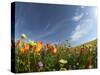 Poppies and Desert Dandelion Spring Bloom, Lancaster, Antelope Valley, California, USA-Terry Eggers-Stretched Canvas