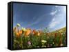 Poppies and Desert Dandelion Spring Bloom, Lancaster, Antelope Valley, California, USA-Terry Eggers-Framed Stretched Canvas