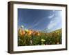 Poppies and Desert Dandelion Spring Bloom, Lancaster, Antelope Valley, California, USA-Terry Eggers-Framed Photographic Print