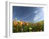 Poppies and Desert Dandelion Spring Bloom, Lancaster, Antelope Valley, California, USA-Terry Eggers-Framed Photographic Print