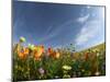 Poppies and Desert Dandelion Spring Bloom, Lancaster, Antelope Valley, California, USA-Terry Eggers-Mounted Photographic Print