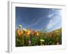 Poppies and Desert Dandelion Spring Bloom, Lancaster, Antelope Valley, California, USA-Terry Eggers-Framed Photographic Print