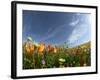 Poppies and Desert Dandelion Spring Bloom, Lancaster, Antelope Valley, California, USA-Terry Eggers-Framed Photographic Print