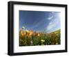 Poppies and Desert Dandelion Spring Bloom, Lancaster, Antelope Valley, California, USA-Terry Eggers-Framed Photographic Print