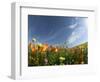 Poppies and Desert Dandelion Spring Bloom, Lancaster, Antelope Valley, California, USA-Terry Eggers-Framed Photographic Print