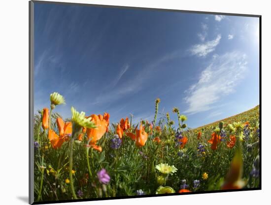 Poppies and Desert Dandelion Spring Bloom, Lancaster, Antelope Valley, California, USA-Terry Eggers-Mounted Photographic Print