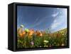 Poppies and Desert Dandelion Spring Bloom, Lancaster, Antelope Valley, California, USA-Terry Eggers-Framed Stretched Canvas