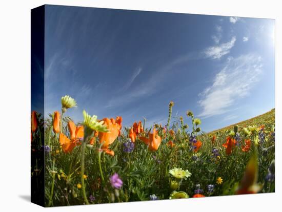 Poppies and Desert Dandelion Spring Bloom, Lancaster, Antelope Valley, California, USA-Terry Eggers-Stretched Canvas