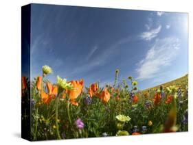 Poppies and Desert Dandelion Spring Bloom, Lancaster, Antelope Valley, California, USA-Terry Eggers-Stretched Canvas