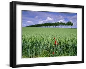 Poppies and Field of Wheat, Somme, Nord-Picardie (Picardy), France, Europe-David Hughes-Framed Photographic Print