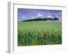 Poppies and Field of Wheat, Somme, Nord-Picardie (Picardy), France, Europe-David Hughes-Framed Photographic Print