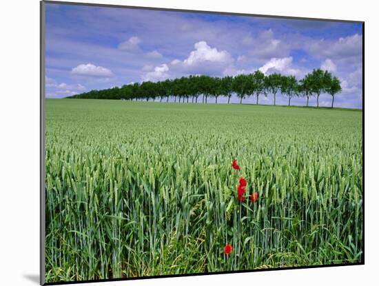 Poppies and Field of Wheat, Somme, Nord-Picardie (Picardy), France, Europe-David Hughes-Mounted Photographic Print
