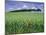 Poppies and Field of Wheat, Somme, Nord-Picardie (Picardy), France, Europe-David Hughes-Mounted Photographic Print