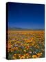 Poppies and Gilia Purple, Antelope Valley, California, USA-Terry Eggers-Stretched Canvas