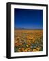 Poppies and Gilia Purple, Antelope Valley, California, USA-Terry Eggers-Framed Photographic Print