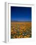 Poppies and Gilia Purple, Antelope Valley, California, USA-Terry Eggers-Framed Photographic Print