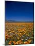 Poppies and Gilia Purple, Antelope Valley, California, USA-Terry Eggers-Mounted Photographic Print