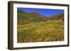 Poppies and Goldfields, Chino Hills State Park, California, United States of America, North America-Richard Cummins-Framed Photographic Print