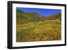 Poppies and Goldfields, Chino Hills State Park, California, United States of America, North America-Richard Cummins-Framed Photographic Print