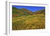 Poppies and Goldfields, Chino Hills State Park, California, United States of America, North America-Richard Cummins-Framed Photographic Print