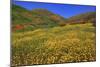 Poppies and Goldfields, Chino Hills State Park, California, United States of America, North America-Richard Cummins-Mounted Photographic Print