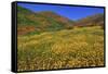 Poppies and Goldfields, Chino Hills State Park, California, United States of America, North America-Richard Cummins-Framed Stretched Canvas