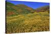 Poppies and Goldfields, Chino Hills State Park, California, United States of America, North America-Richard Cummins-Stretched Canvas