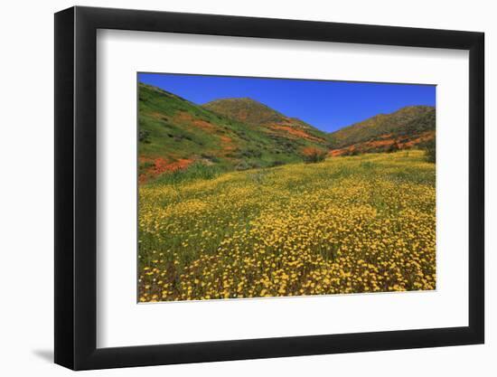 Poppies and Goldfields, Chino Hills State Park, California, United States of America, North America-Richard Cummins-Framed Photographic Print