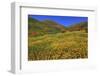 Poppies and Goldfields, Chino Hills State Park, California, United States of America, North America-Richard Cummins-Framed Photographic Print