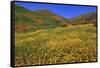 Poppies and Goldfields, Chino Hills State Park, California, United States of America, North America-Richard Cummins-Framed Stretched Canvas