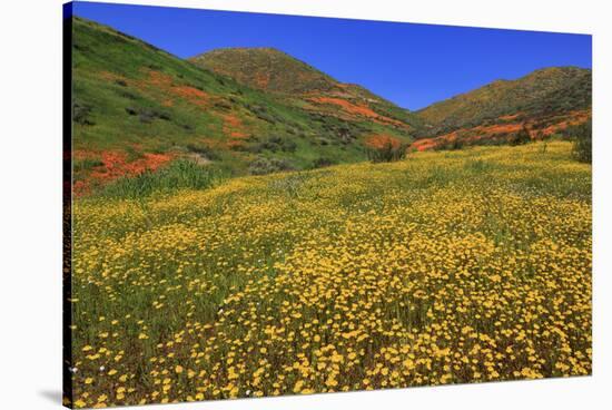 Poppies and Goldfields, Chino Hills State Park, California, United States of America, North America-Richard Cummins-Stretched Canvas