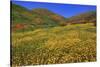Poppies and Goldfields, Chino Hills State Park, California, United States of America, North America-Richard Cummins-Stretched Canvas